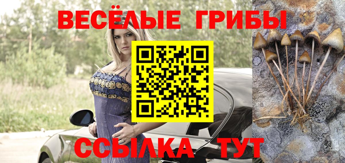 Ачхой-Мартан  Галлюциногенные грибы прущие грибы  Вход с VPN  Псилоцибиновые грибы Psilocybe 